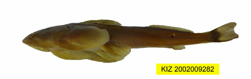 电子游戏app下载安装