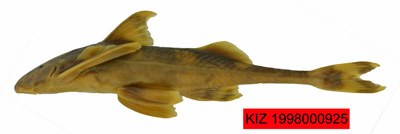 电子游戏app下载安装