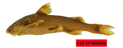 电子游戏app下载安装