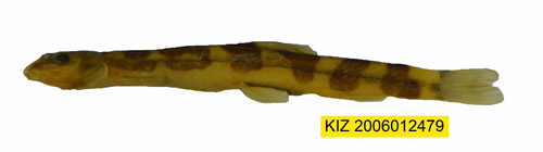 电子游戏app下载安装