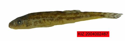 电子游戏app下载安装