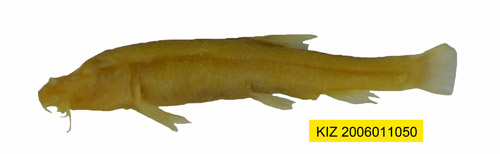 电子游戏app下载安装