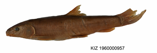 电子游戏app下载安装