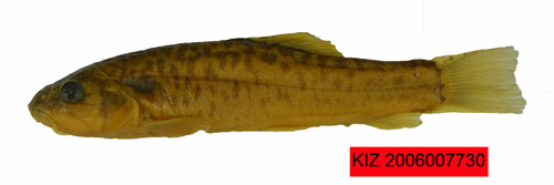 电子游戏app下载安装