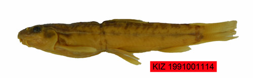 电子游戏app下载安装