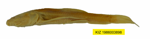 电子游戏app下载安装