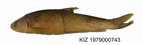 电子游戏app下载安装