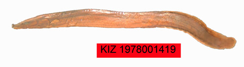 电子游戏app下载安装