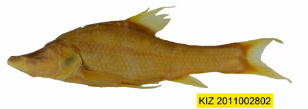 电子游戏app下载安装