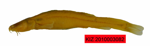 电子游戏app下载安装