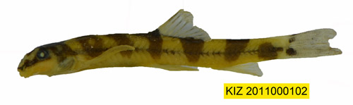 电子游戏app下载安装