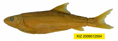 电子游戏app下载安装