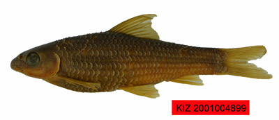 电子游戏app下载安装