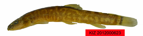 电子游戏app下载安装