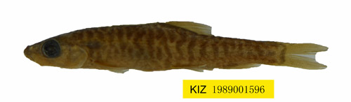 电子游戏app下载安装