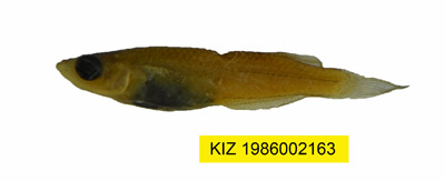 电子游戏app下载安装