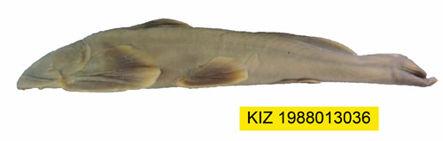 电子游戏app下载安装