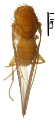 电子游戏app下载安装