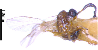 电子游戏app下载安装