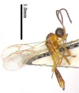 电子游戏app下载安装