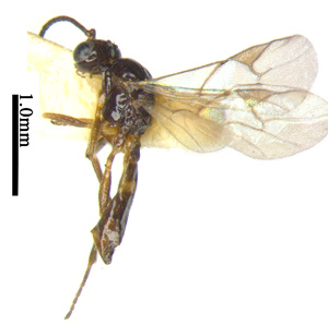 电子游戏app下载安装