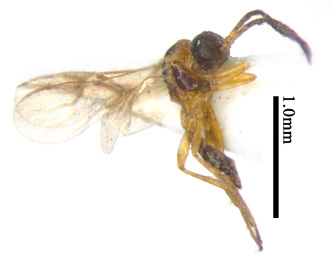 电子游戏app下载安装