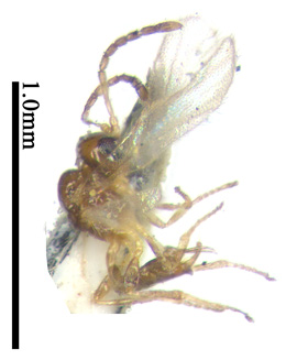 电子游戏app下载安装