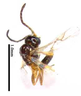电子游戏app下载安装
