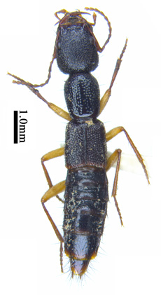 电子游戏app下载安装