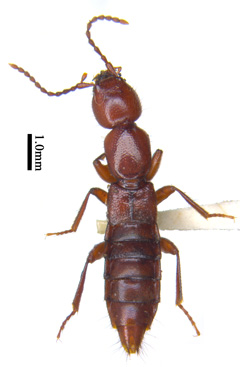 电子游戏app下载安装