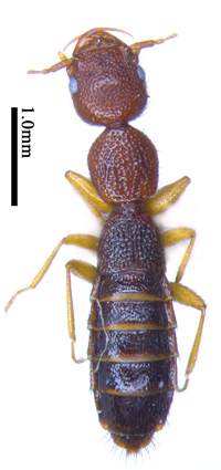 电子游戏app下载安装