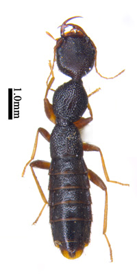 电子游戏app下载安装