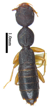 电子游戏app下载安装