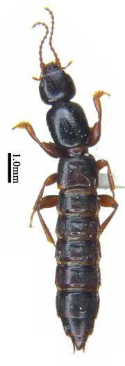 电子游戏app下载安装