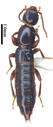 电子游戏app下载安装