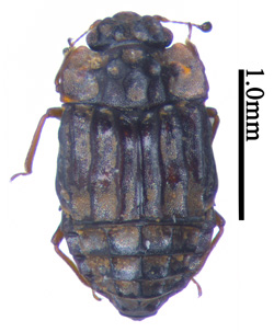 电子游戏app下载安装