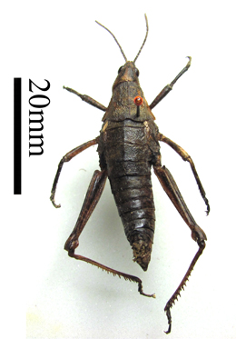 电子游戏app下载安装