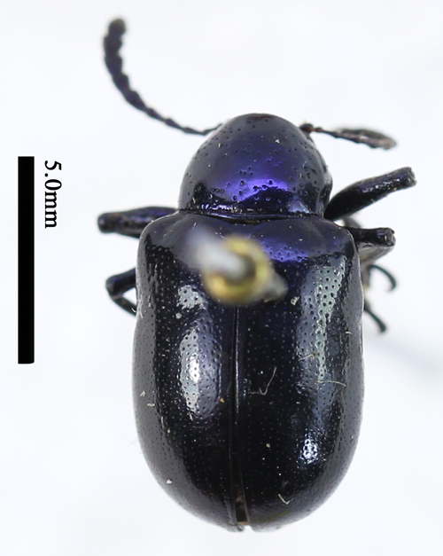 电子游戏app下载安装