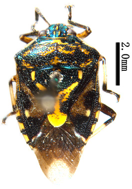 电子游戏app下载安装