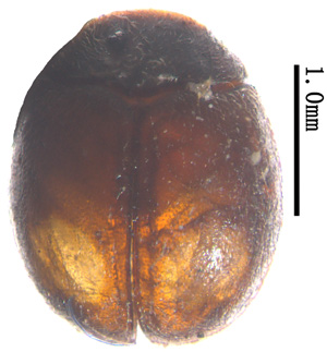 电子游戏app下载安装