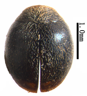 电子游戏app下载安装