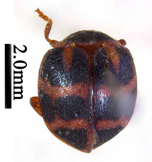 电子游戏app下载安装