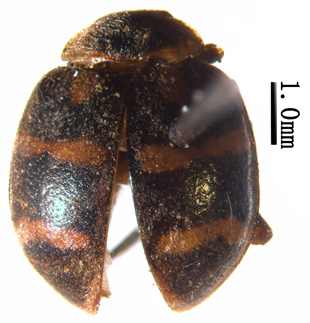 电子游戏app下载安装