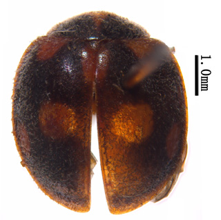电子游戏app下载安装