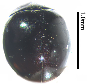 电子游戏app下载安装