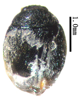 电子游戏app下载安装