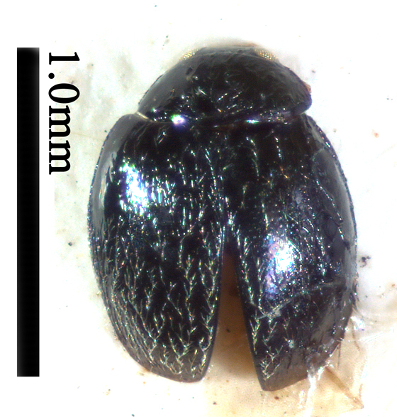电子游戏app下载安装