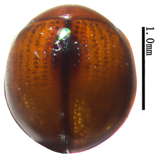 电子游戏app下载安装