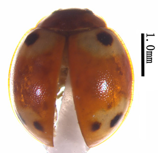 电子游戏app下载安装