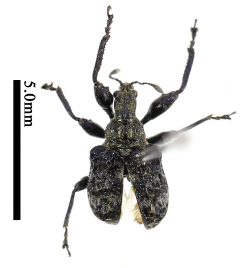 电子游戏app下载安装